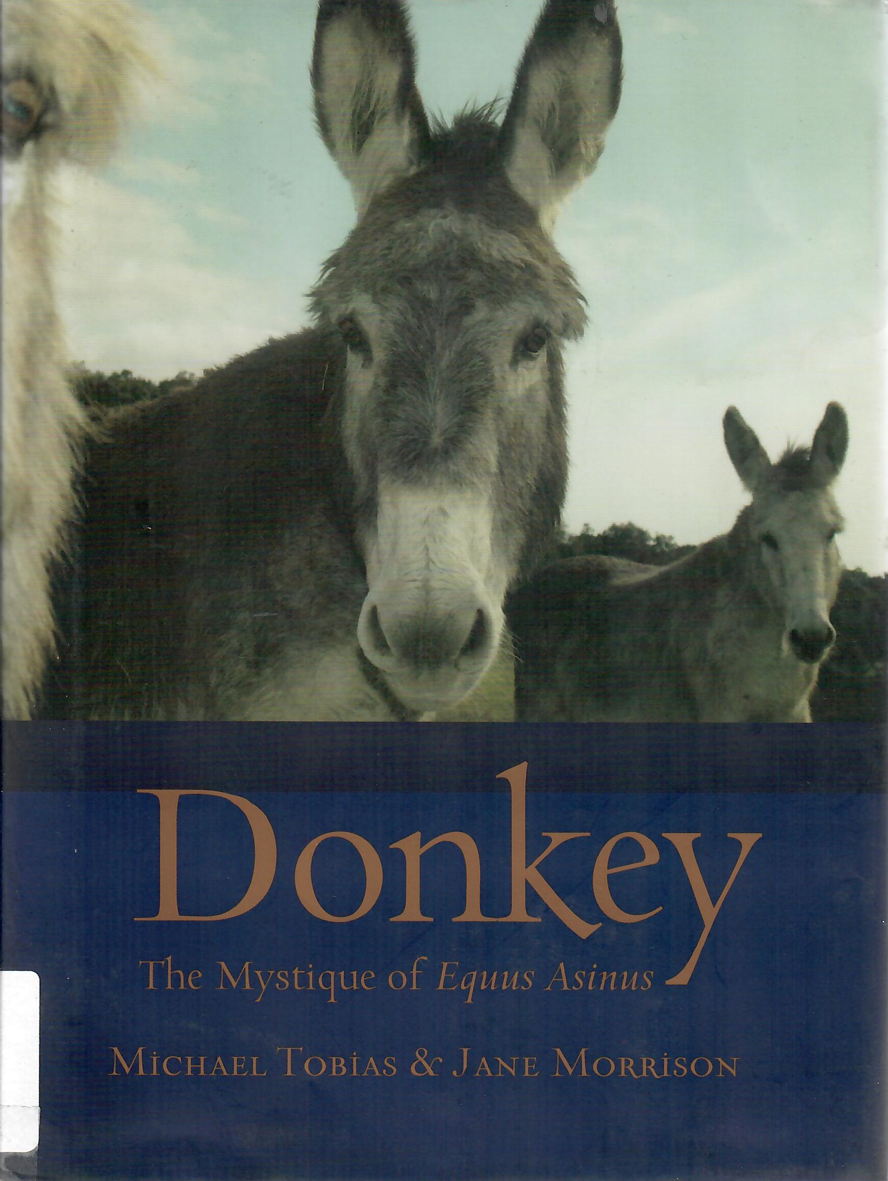 Donkey