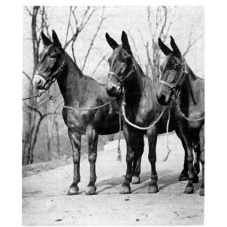 Mule Production