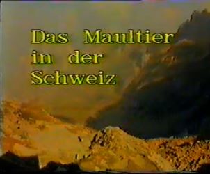 Das Maultier in der Schweiz